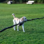Золотистий ретривер бігає з палицею по зеленому полю в парку