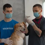 Ветеринар робить щеплення собаці