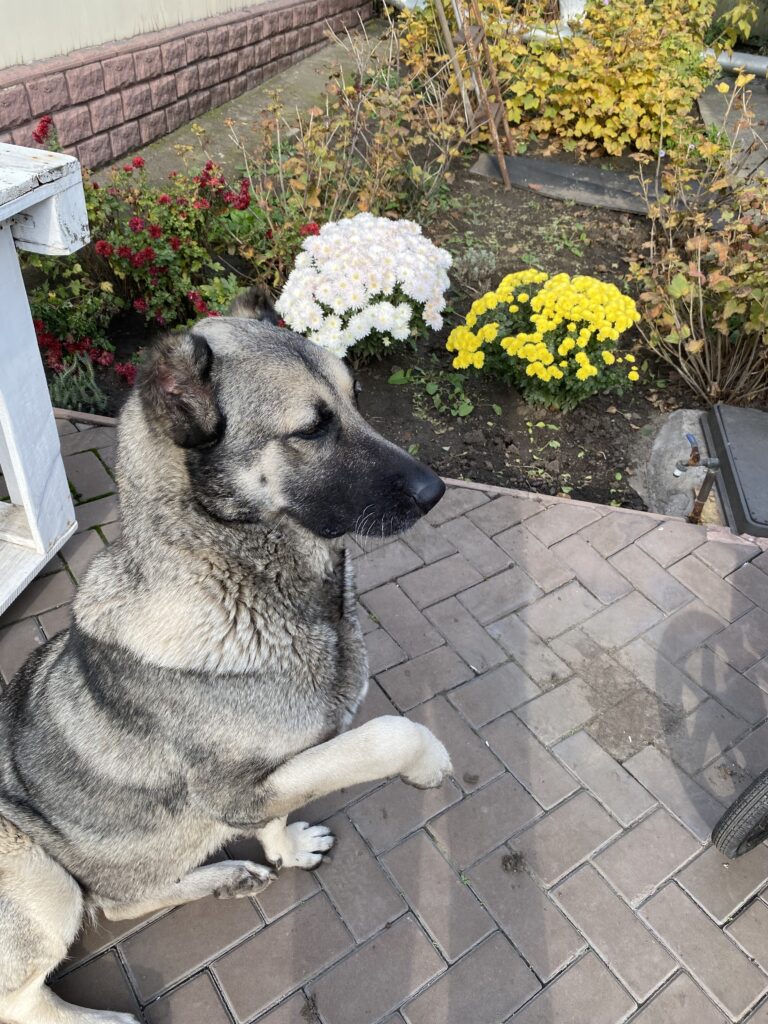 Зображення #2 від Аза