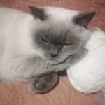 Сеня