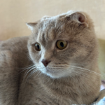 img 2954 pet