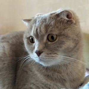 Соня