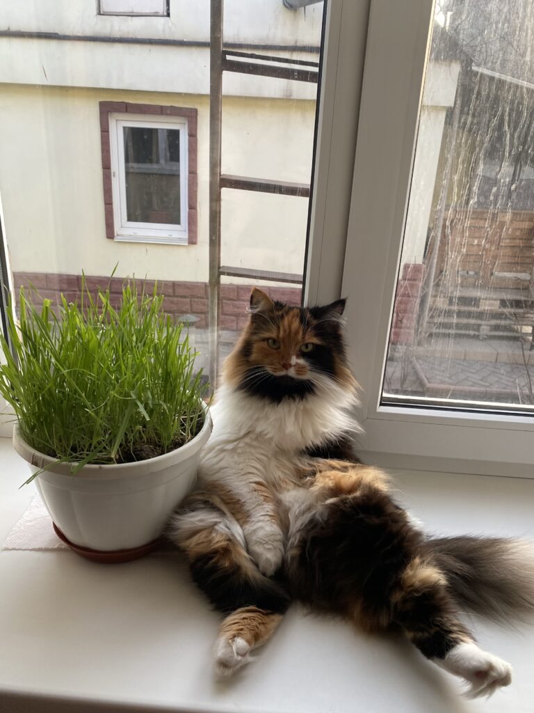 Зображення #1 від Аза