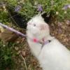Набір Max & Molly Harness Leash Set Cherry Bloom для котів