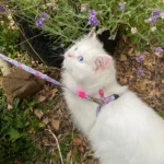 Набір Max & Molly Harness Leash Set Cherry Bloom для котів