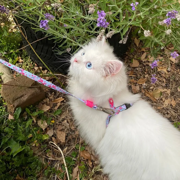 Набір для котів шлейка + повідець Max & Molly Harness Leash Set Cherry Bloom з принтом Вишневий цвіт