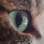 Крупний план морди смугастого кота із зеленим оком у фокусі, уважний погляд убік