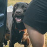 cpm35 2026 03 22 202355724e041d6419 pet