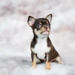 Милий щеня чихуахуа з шоколадно-білою шерстю сидить на м'якому пухнастому пледі