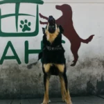 Собака з відкритою пащею голосно подає голос на вулиці