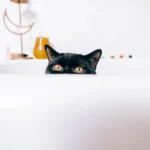 Кіт у ванній під час купання