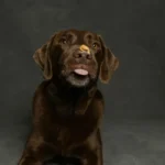 Шоколадний лабрадор облизує арахісову пасту з носа — іде на користь домашнім смузі для собак із бананом і йогуртом