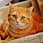 Рудий смугастий кіт лежить на коричневому шкіряному дивані у домашній вітальні