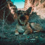 Цуценя німецької вівчарки після купання