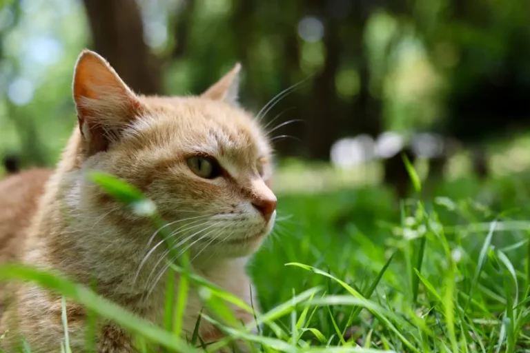 4 корисні рослинні добавки для котів