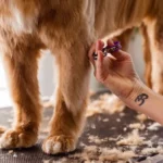 Грумер обережно підрізає ножицями шерсть на лапі невеликого собаки під час гігієнічної стрижки