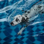 Далматинець плаває в басейні під час сеансу гідротерапії