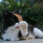 Кіт спокійно вилизує передню лапу під час щоденного грумінгу