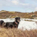 Чорний прямошерстий ретривер на природі