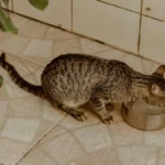 Смугастий кіт п'є воду з металевої миски на світлій плитці біля стіни
