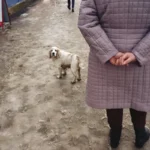 Собака пильно дивиться знизу вгору на господаря в очікуванні реакції
