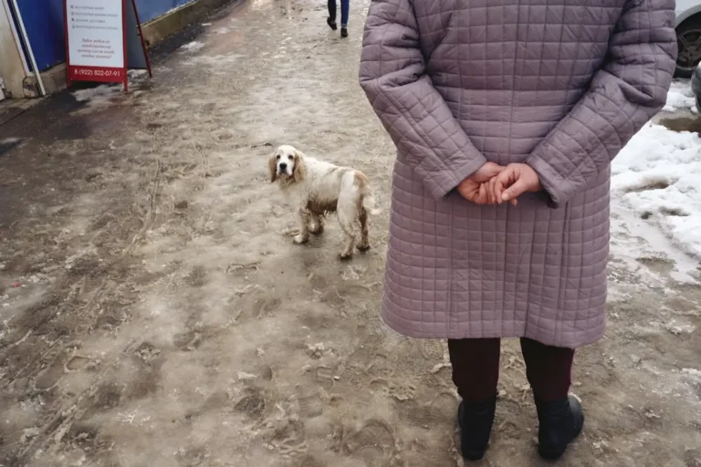 Чому собака постійно на мене дивиться: що означає цей пильний погляд