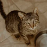 Смугастий кіт із зеленими очима дивиться вгору біля металевої миски з кормом