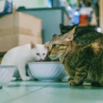 Смугастий кіт насторожено дивиться на білого кота, який підходить до мисок з їжею в домашньому середовищі