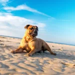 Собака задихається від спеки, потовиділення через лапи