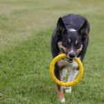 Енергійний собака біжить по зеленій траві з жовтою іграшкою-кільцем у зубах