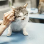 Ветеринар оглядає кота в клініці