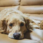 Літня собака лежить, діарея у старих собак