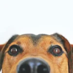 Собака з виділеннями з очей на прийомі у ветеринара