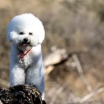 Біла собака зі сльозовими плямами навколо очей