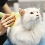 Біла кішка спокійно сидить, поки людина розчісує їй шерсть під час домашнього грумінгу