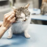 Ветеринар оглядає сірого кота на блакитному столі у ветеринарній клініці