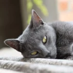 Кіт з підвищеною температурою: як визначити гарячку