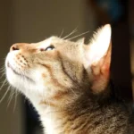 Смугастий кіт дивиться вгору, видно морду та підборіддя великим планом