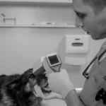 Собака з очними виділеннями на ветеринарному огляді