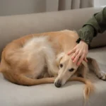 Бенадрил для собак: дозування та застосування антигістамінного препарату