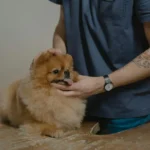 Собака на прийомі у ветеринара: як знайти хорошу клініку