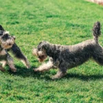 Два шнауцери грають на зеленій галявині, бігають і женуться один за одним