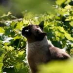 Кіт сидить поруч із зеленими кімнатними рослинами в горщиках