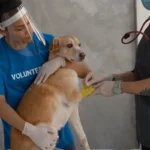 Ветеринар накладає пов'язку на лапу собаки, поки волонтерка тримає тварину у клініці