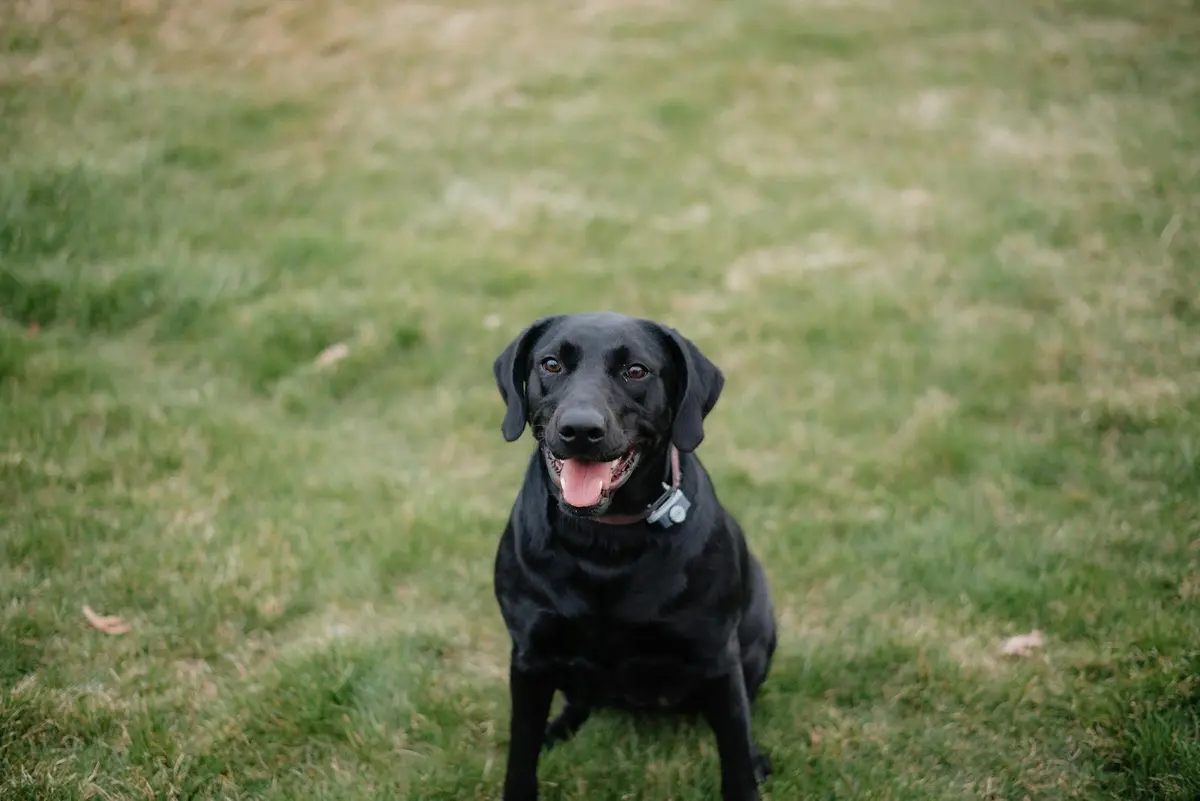 Чорний лабрадор-ретривер сидить на зеленій галявині і дивиться в камеру