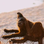 Коричневий собака чеше голову задньою лапою, сидячи на камінчастій поверхні на відкритому повітрі