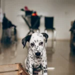 Собака лежить на підлозі поки господар прибирає вдома