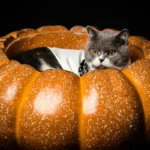 Руде кошеня лежить у затишному ліжечку у формі гарбуза