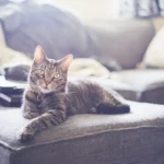 Кіт мітить територію: чи всі коти це роблять