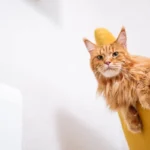 Рудий пухнастий кіт сидить на жовтому кріслі вдома і дивиться вгору